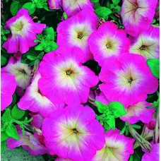 Петуния грандифлора Тритуния Пинк Морн