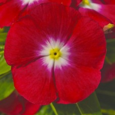 Катарантус Саншторм Ред Хало