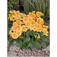 Примула высокая Крещендо Оранж