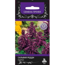 Сальвия Редди Парпл Сальвия Редди Парпл