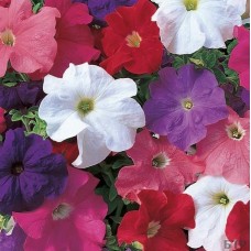 Петуния грандифлора Из Ридер Микс