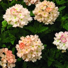 Вербена Тускани Пич