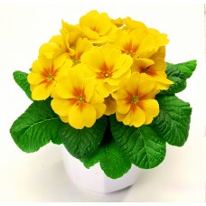 Примула Пионер Еллоу виз Ай