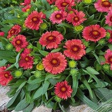 Гайлардия Меса Ред