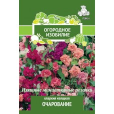 Кларкия изящная Очарование