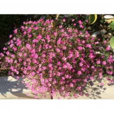 Гипсофила ползучая Филоу Роуз