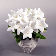 Платикодон Поп Стар Вайт