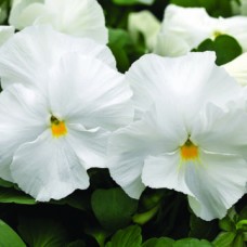 Виола крупноцветковая Маммот Вайт хот