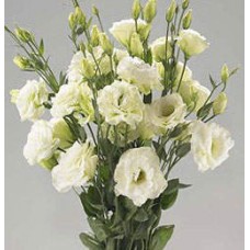 Эустома Супер Мэджик Лайт Грин