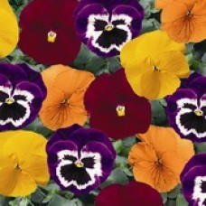 Виола крупноцветковая Дельта Микс