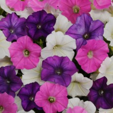 Петуния ампельная F1 Шок Вейв Спарк микс