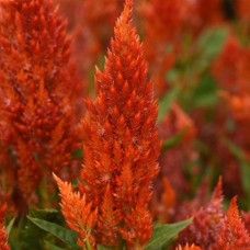Целозия перистая Брайт Спаркс Скарлет