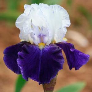 Ирис бородатый Брейнвейт Ирис бородатый Брейнвейт