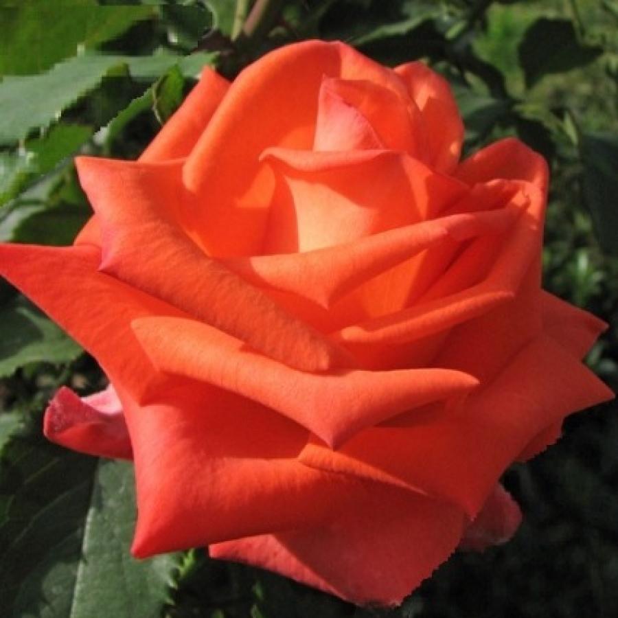 Роза ксюша фото и описание