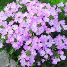 Вербена Тускани Пинк Пикоти
