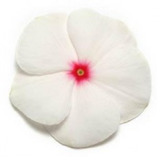 Катарантус Пацифика Полька Дот