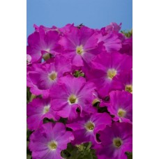 Петуния грандифлора Аладдин Пинк