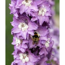 Дельфиниум высокий Мэджик Фонтэйнс Лавендер Вайт Би