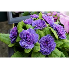 Примула махровая Розелла Парпл