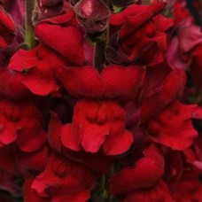 Львиный зев Мэриленд (группа 1,2) Ред