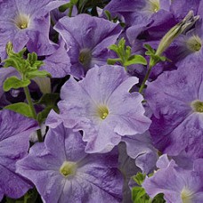 Петуния грандифлора Аладдин Скай Блю