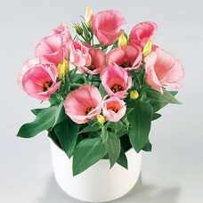 Эустома Кармен Дип Пинк