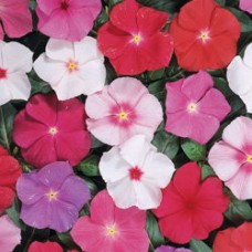 Катарантус Хитвэйв Микс