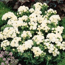 Флокс друммонда Промис Вайт