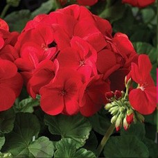 Пеларгония зональная Маверик Скарлет