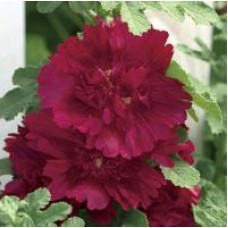 Шток-роза Спринг Селебритис Кримсон