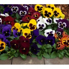 Виола крупноцветковая Маммот Микс