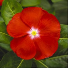 Катарантус Саншторм Скарлет виз Ай