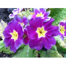 Примула Орион Лилак Флейм