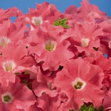Петуния грандифлора Аладдин Салмон