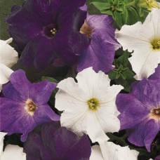 Петуния грандифлора Дримс Ватерфол Микс