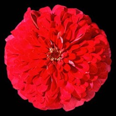 Цинния Мастер Черри Роуз