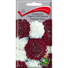 Скабиоза темно-пурпурная Пламенное сердце