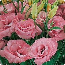 Эустома Супер Мэджик Роуз