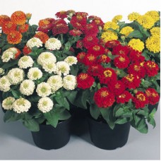 Цинния Циннита Микс