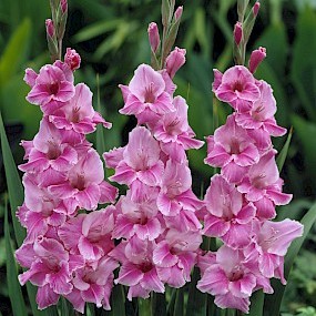 Гладиолус крупноцветковый Виолет Мун Гладиолус крупноцветковый Виолет Мун