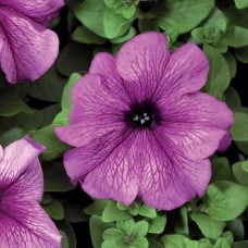 Петуния грандифлора Тритуния Плам