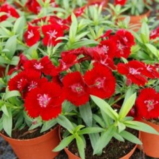 Гвоздика Чиба Скарлет