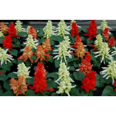 Сальвия Редди Клеопатра Микс