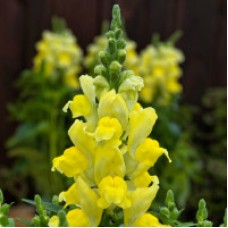 Львиный зев Снаптини Еллоу