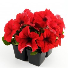 Петуния грандифлора Из Ридер Ред