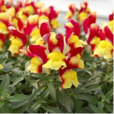 Львиный зев Снэппи Ред энд Еллоу