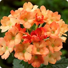 Вербена Обсешн Эприкот