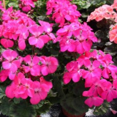 Пеларгония зональная Нано Дип Роуз