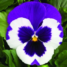 Виола крупноцветковая Дельта Виолет энд Вайт