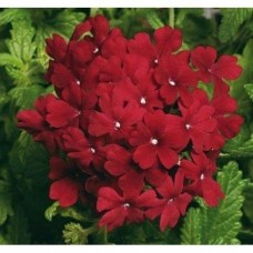 Вербена Обсешн Бордо